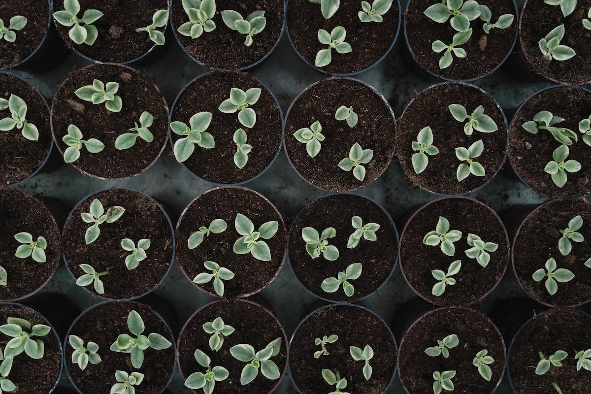 Seedlings photo